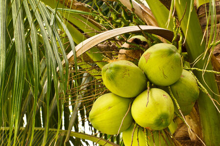the fresh coconutの写真素材