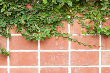 vine on wall backgroundの写真素材