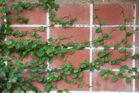 vine on the wallの写真素材