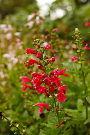 lovely flower in gardenの写真素材