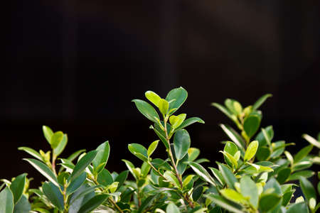 the leaf 