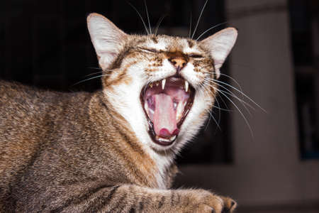 lovely catの写真素材