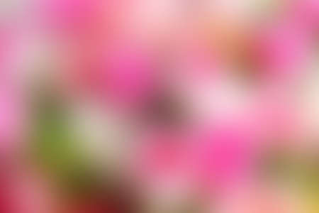 lovely backgroundの写真素材