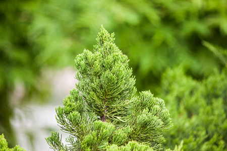 the green plant