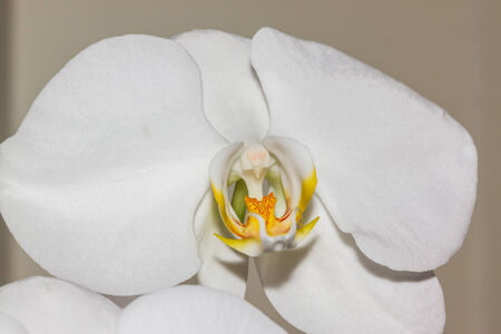lovely orchidの写真素材