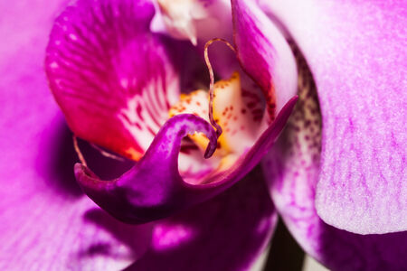 lovely orchidの写真素材