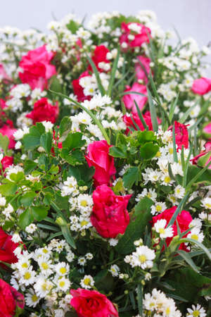 the lovely flowerの写真素材