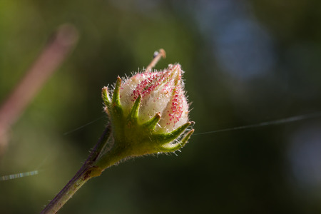 the roselleの写真素材