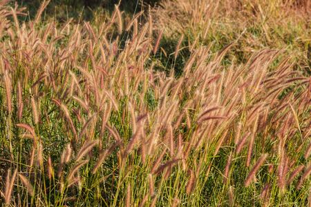 the grass flower