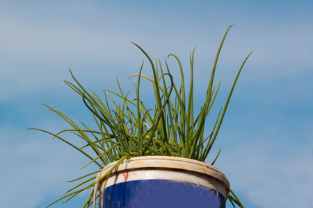 the onionの写真素材