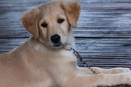 the lovely dogの写真素材