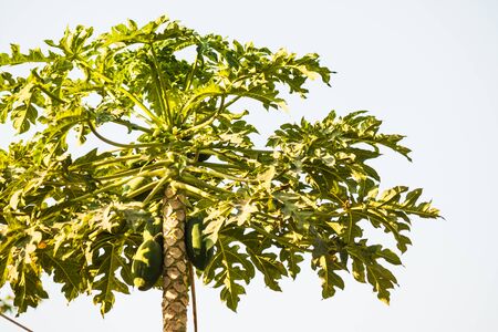 papaya plantの写真素材
