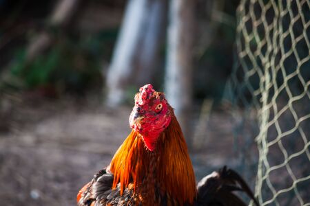 the game cockの写真素材