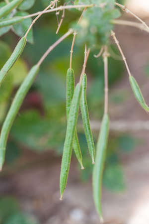 seed of herb