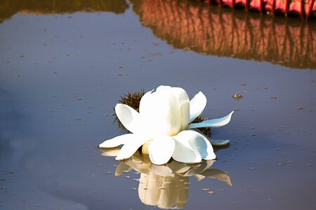 beautiful lotus in pondの写真素材