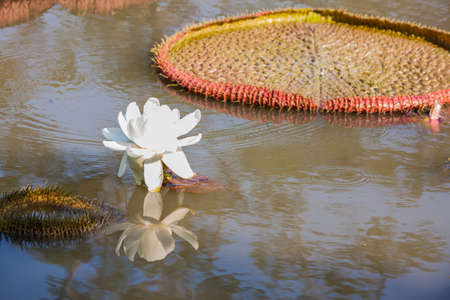 beautiful lotus in pondの写真素材