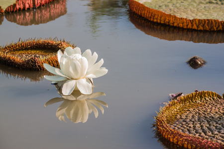 white lotus in pondの写真素材