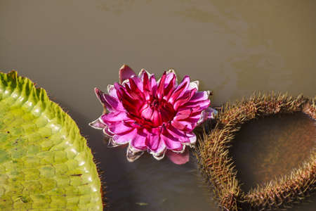 purple lotus in pondの写真素材