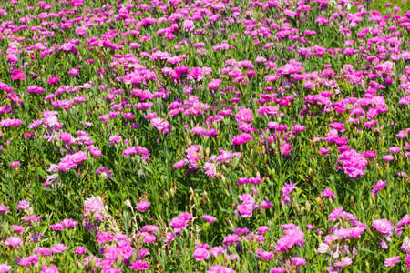 beautiful flower in gardenの写真素材