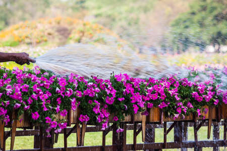 beautiful flower in gardenの写真素材