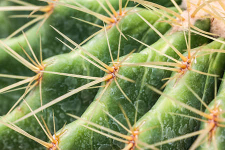the cactus in dry areaの写真素材
