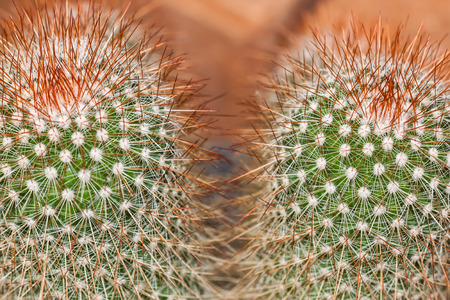 the cactus in dry areaの写真素材