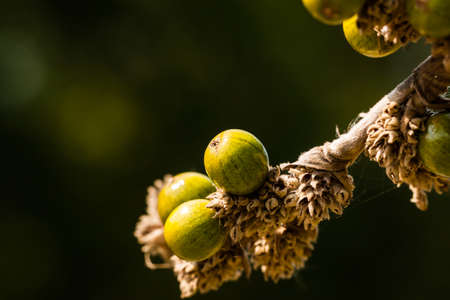 beautiful flower in gardenの写真素材