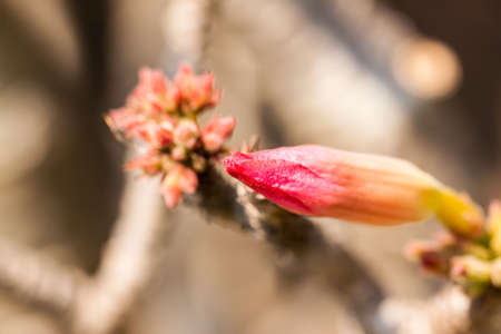 beautiful flower in gardenの写真素材