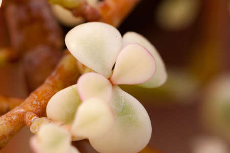 beautiful flower in gardenの写真素材