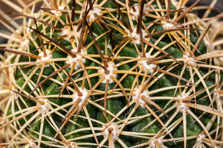 cactus in dry areaの写真素材