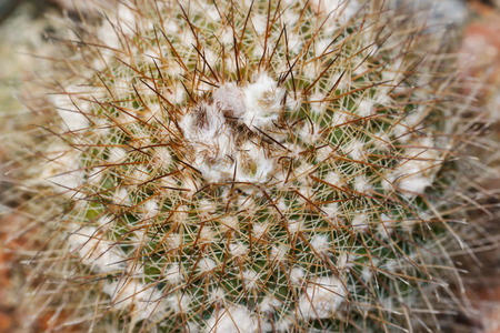 cactus in dry areaの写真素材