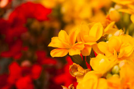 beautiful flower in gardenの写真素材