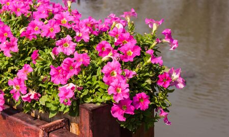 beautiful flower in gardenの写真素材