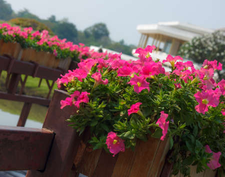 beautiful flower in gardenの写真素材