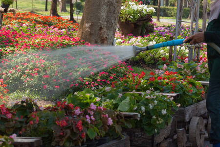 beautiful flower in gardenの写真素材