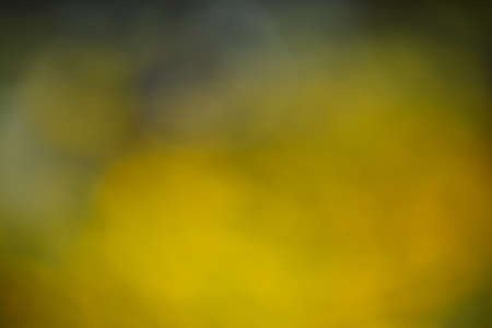 blur background take by lens blur