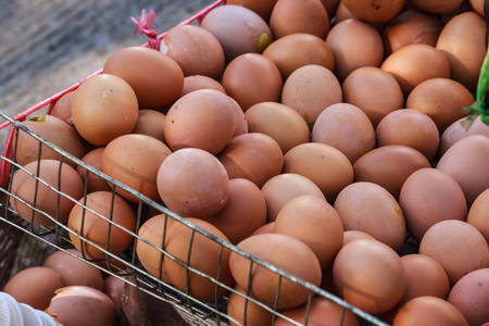 grilled Eggの写真素材