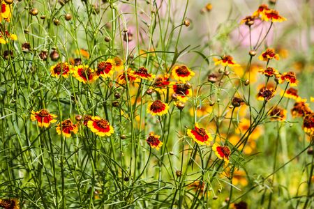 beautiful flower in garden