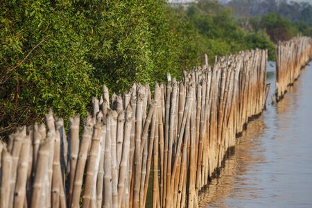 dry bamboo wall in lakeの写真素材