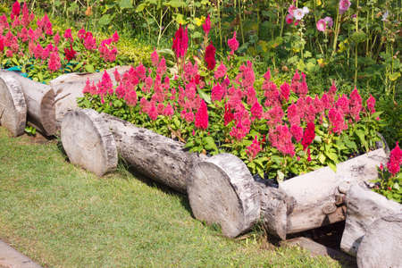 beautiful flower in gardenの写真素材