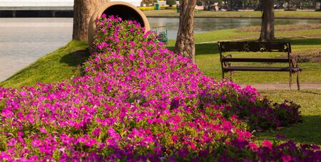 beautiful flower in gardenの写真素材