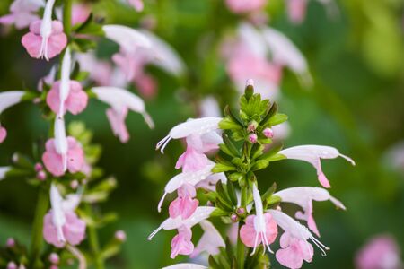 beautiful flower in gardenの写真素材