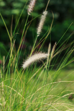 grass flower in garden