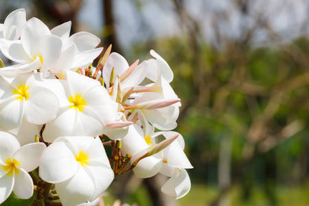 beautiful flower in gardenの写真素材