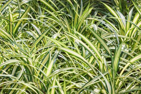 green plant in gardenの写真素材