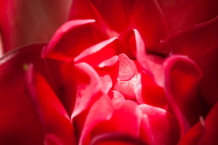 beautiful flower in gardenの写真素材