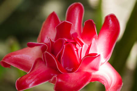 beautiful flower in gardenの写真素材