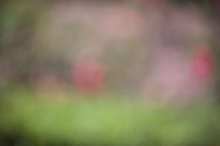 blur background take by lens blurの写真素材