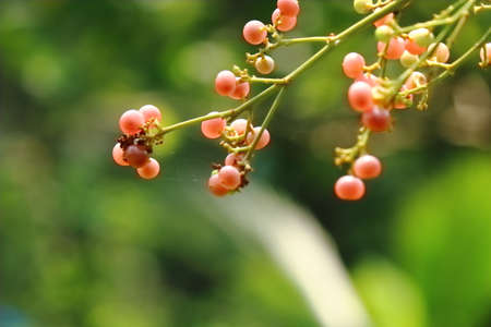 beautiful flower in gardenの写真素材