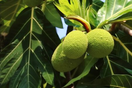 fresh breadfruitの写真素材
